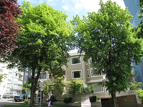 American basswood: Tilia Americana, called Basswood or Lime, on Nicola east side south of Burnaby St.