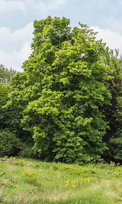 American basswood: Amerikaanse linde (Tilia americana). Location Hortus Haren in the Netherlands.