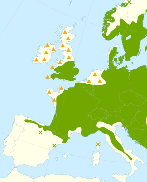 Small-leaved lime: Verbreiding van de winterlinde in West-Europa