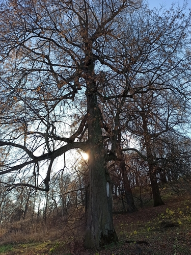 Small-leaved lime (Tilia cordata)