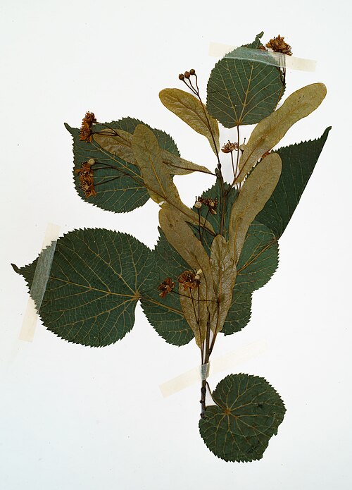 Small-leaved lime: Herbarium SQF - Tilia cordata
