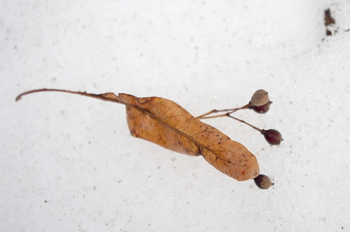 Small-leaved lime (Tilia cordata)