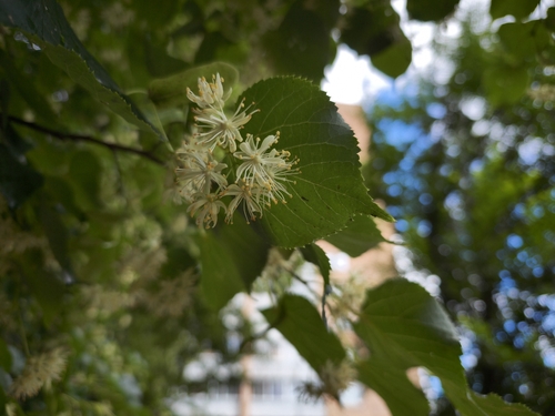 Small-leaved lime (Tilia cordata)
