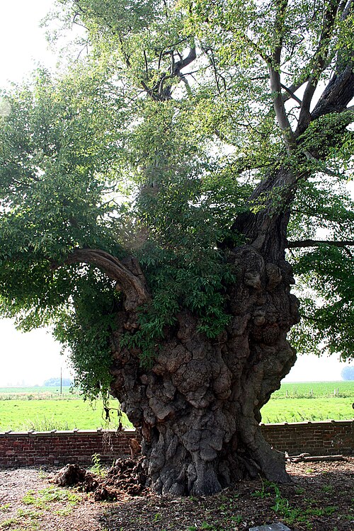 Small-leaved lime: Arc-Ainières (Belgium), the old multisecularian lime tree knocked down by the storm of 11 may 2007 - Caractéristics: circumference of more than 9m at 1m50 of th