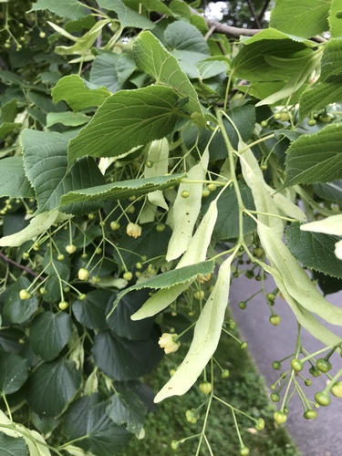 Small-leaved lime (Tilia cordata)
