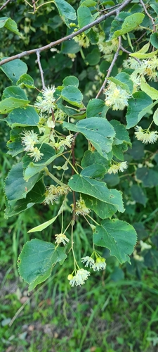 Small-leaved lime (Tilia cordata)