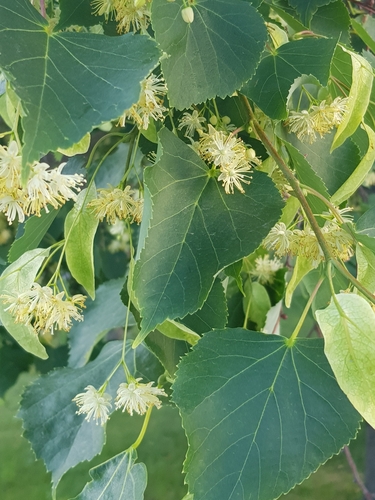 Small-leaved lime (Tilia cordata)
