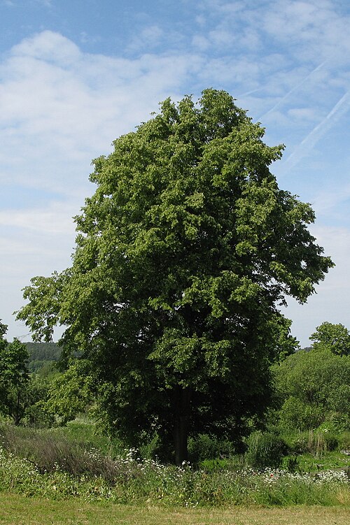 Small-leaved lime: Tilia cordata, Poland