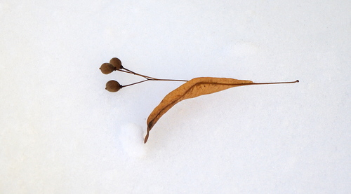Small-leaved lime (Tilia cordata)