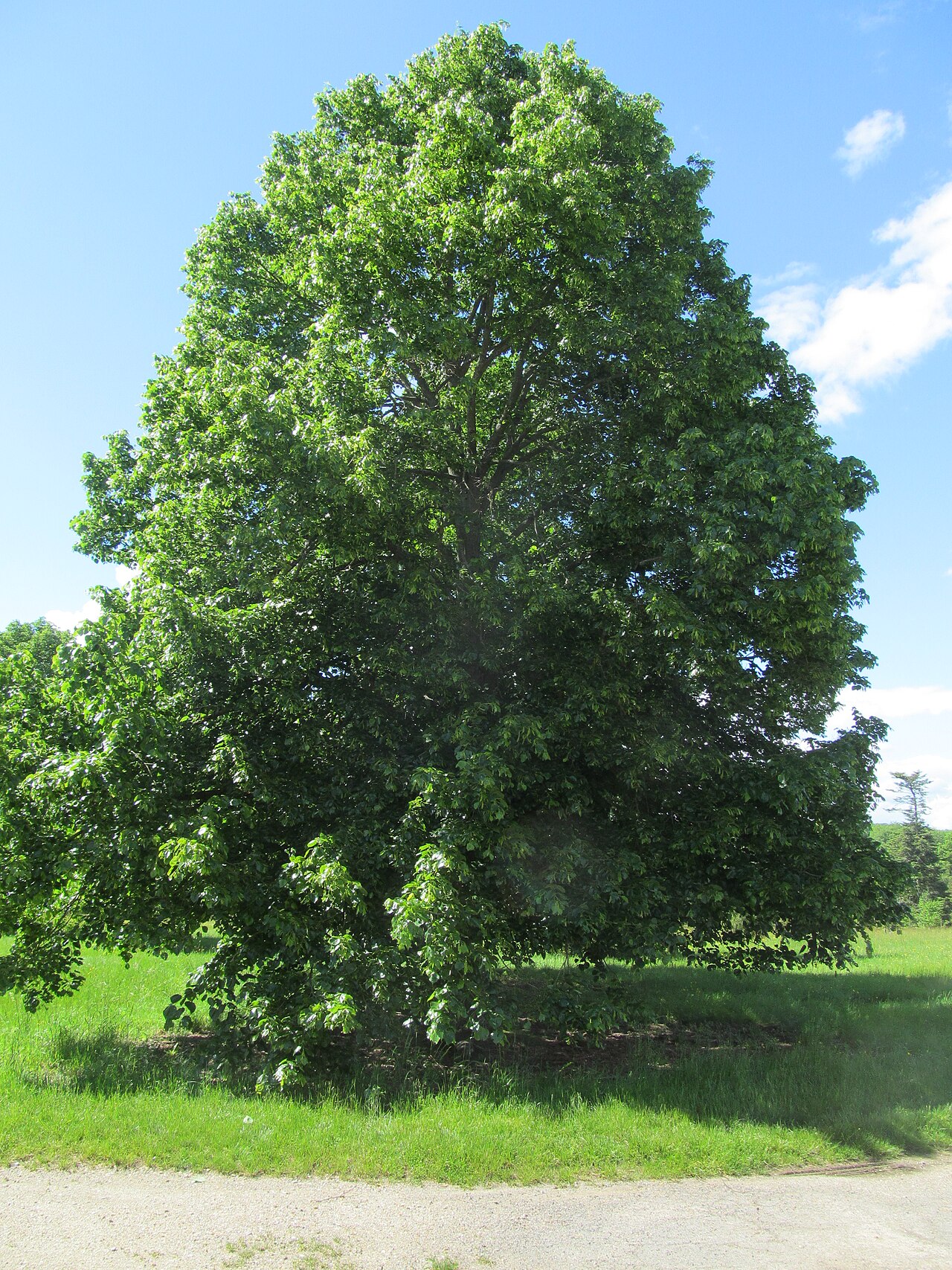 Tilia dasystyla: Variété de tilleul (tilia dasystyla), individu agé de 40 ans, Arboretum de Chèvreloup, France