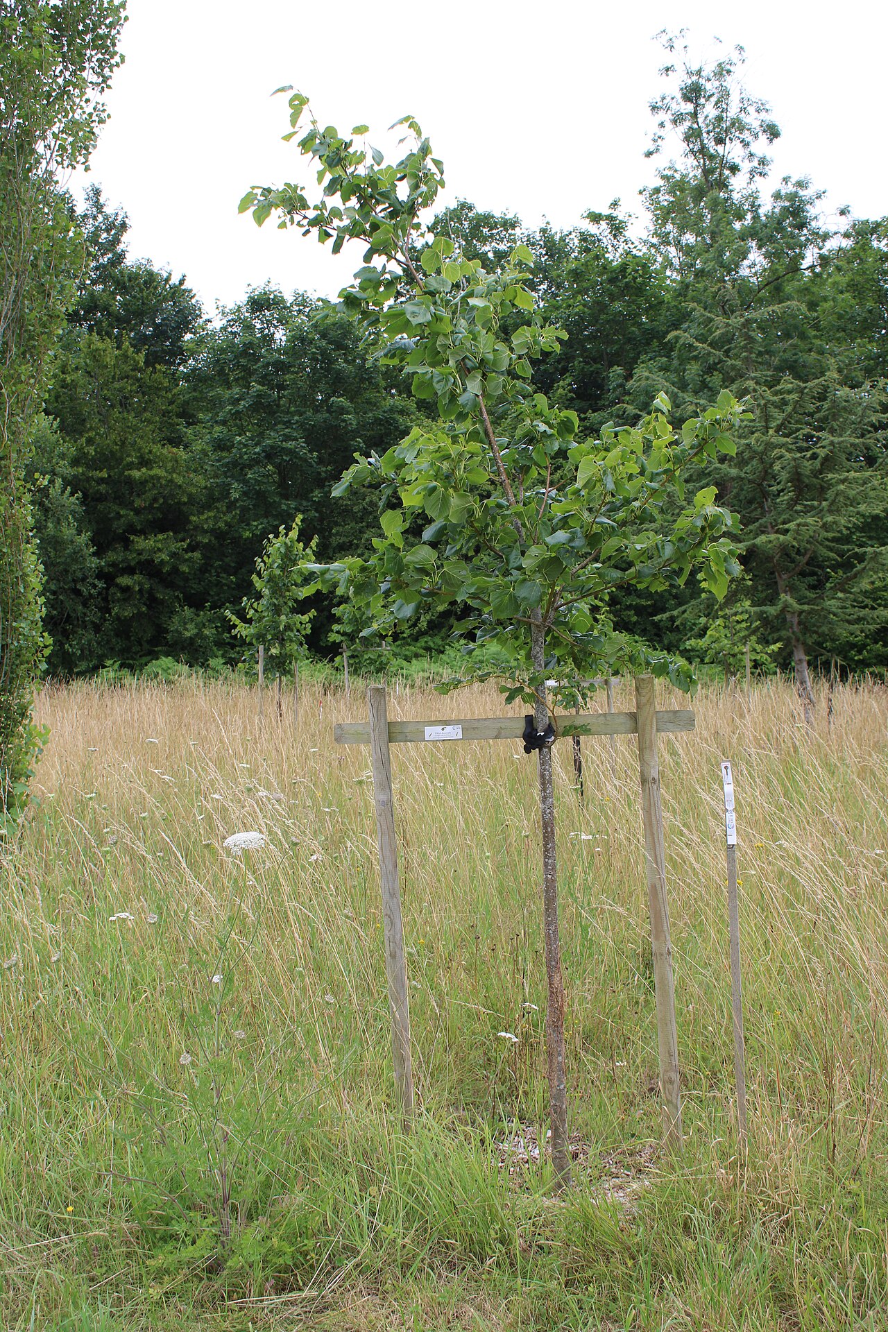 Tilia dasystyla: Regnière-Ecluse, Fr-80, Tilia dasystyla .