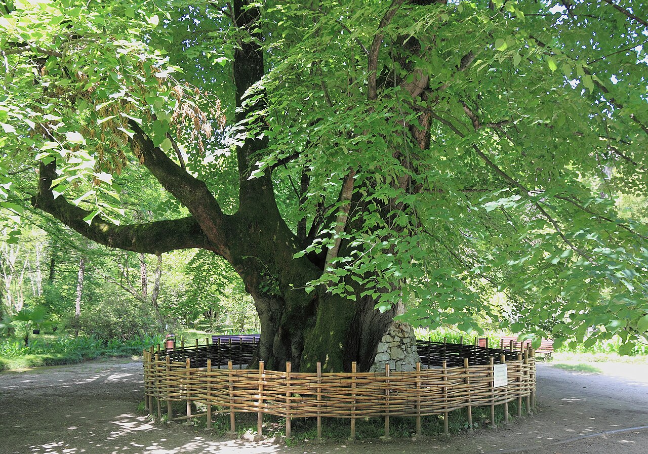 Tilia dasystyla: 300-years old Tilia dasystyla subsp. caucasica . Botanical garden . Sukhumi , Abkhazia .