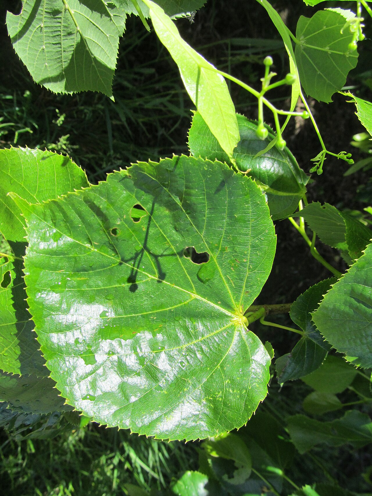 Tilia dasystyla: Détail d'une feuille de Tilia dasystyla , 6 cm, dentée, brillante.