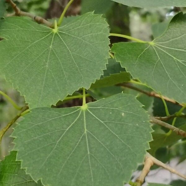 Mongolian lime (Tilia mongolica)