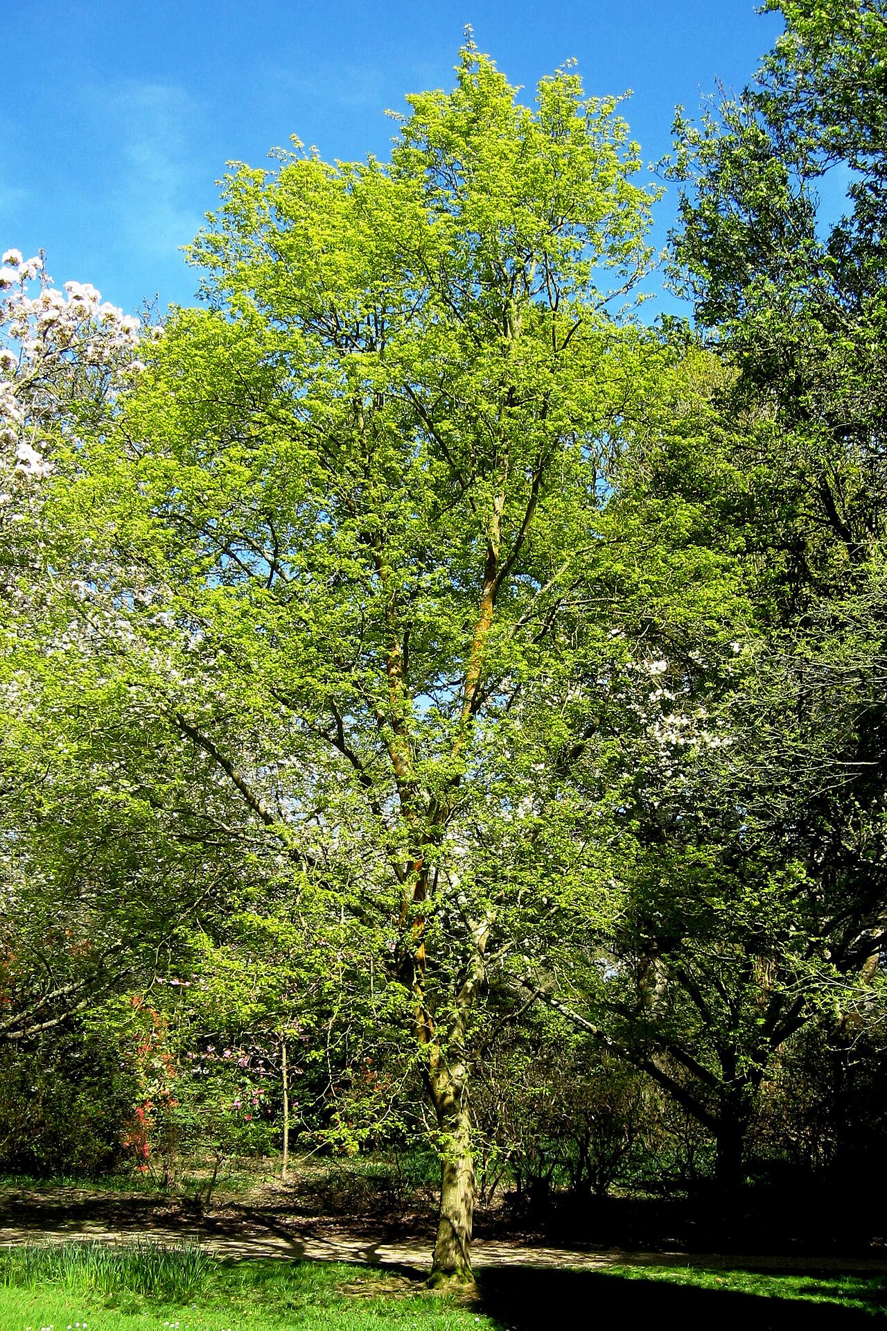 Mongolian lime: Photograph of Tilia mongolica taken at Exbury Gardens, UK, May 2013.