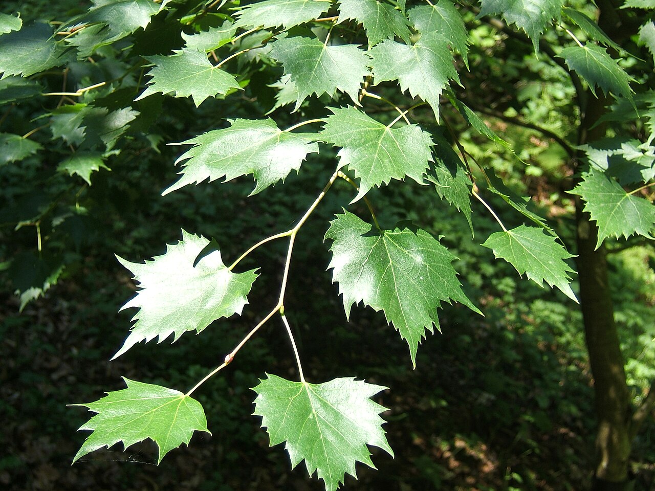 Mongolian lime: Tilia mongolica , cultivated, Wallington Hall, Northumberland, UK