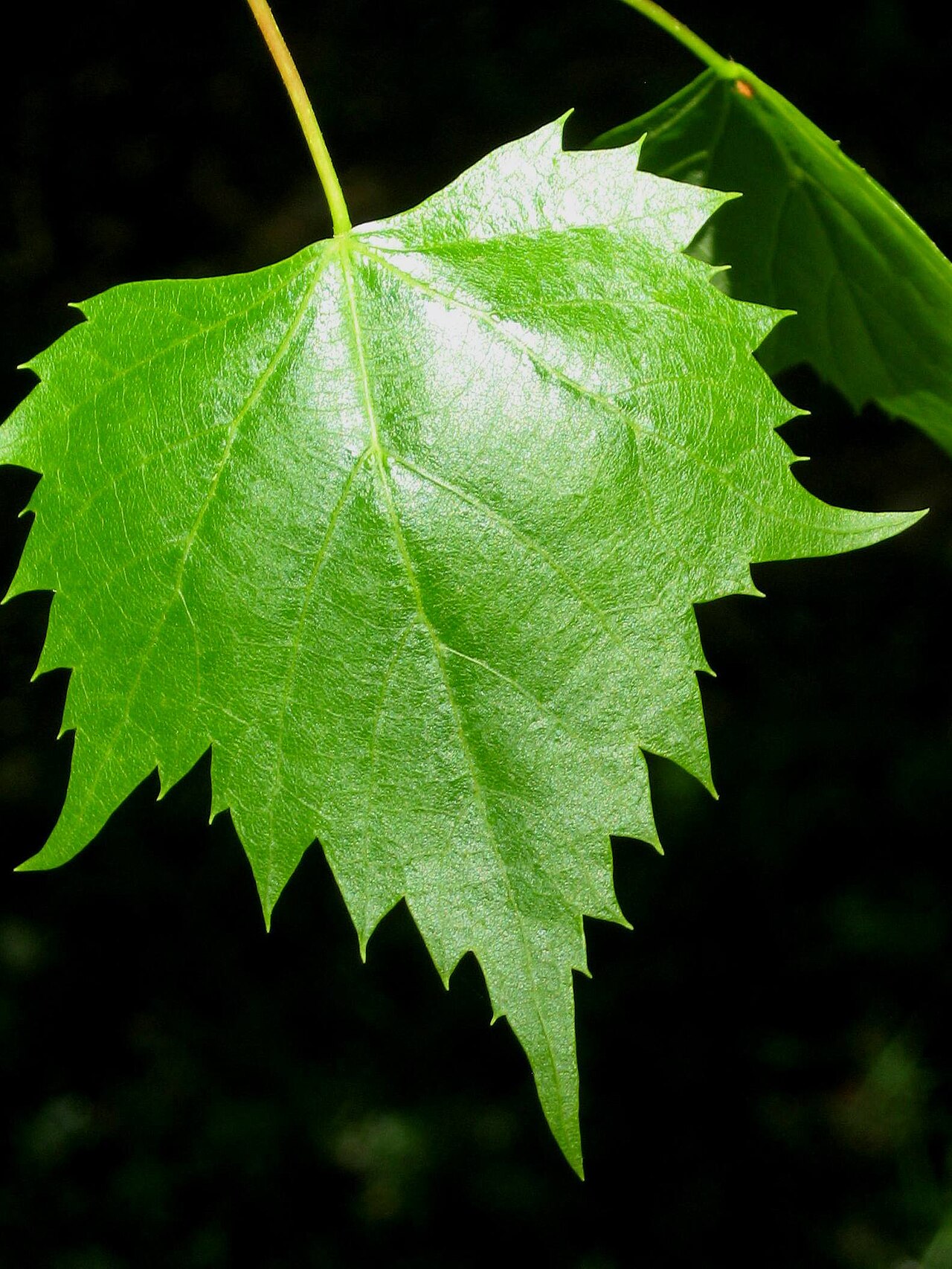 Mongolian lime: Photograph of a leaf of Mongiolian Lime, taken at Exbury, UK, in May 2013.