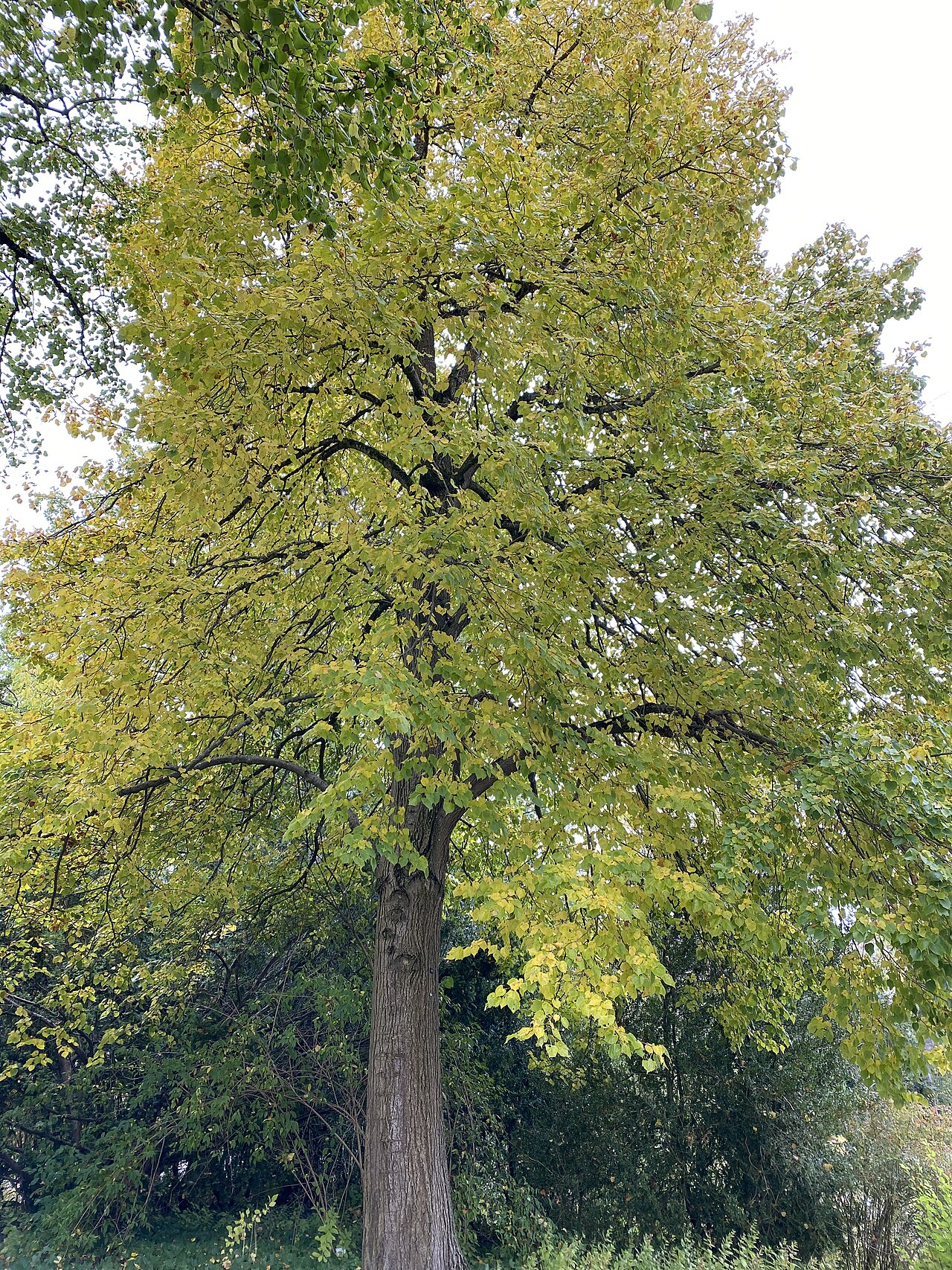 Mongolian lime: The photo has been taken in October 2020