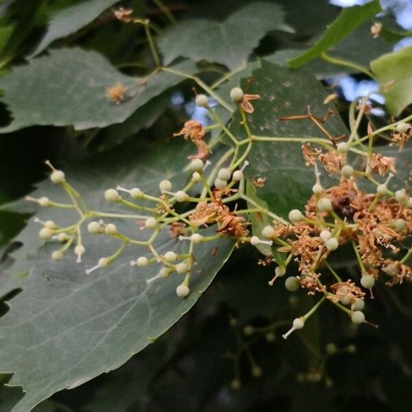Mongolian lime (Tilia mongolica)