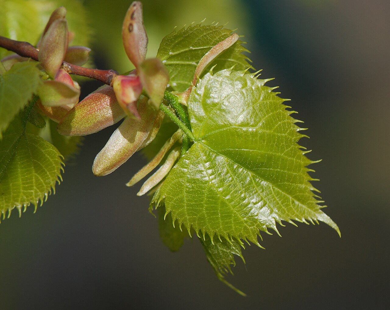Mongolian lime: Tilia mongolica, Jardin des Plantes, Paris 2008, jeune feuille.