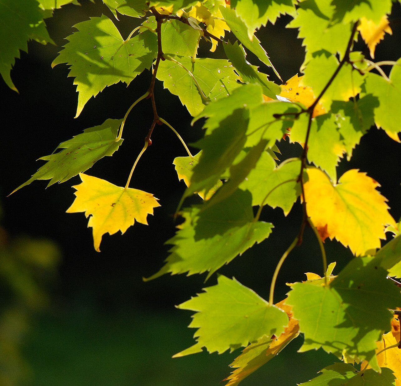 Mongolian lime: Feuilles à l'automne de Tilia mongolica