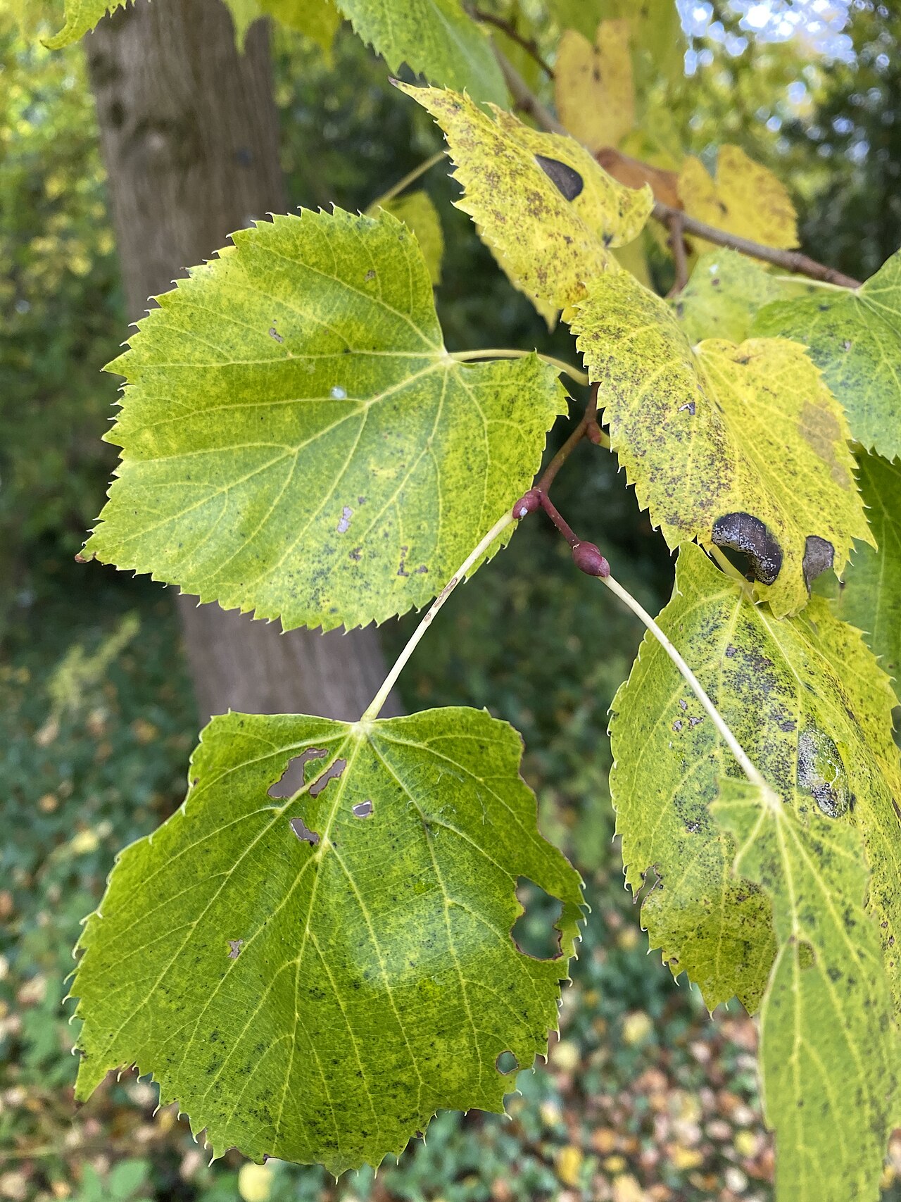 Mongolian lime: The photo has been taken in October 2020