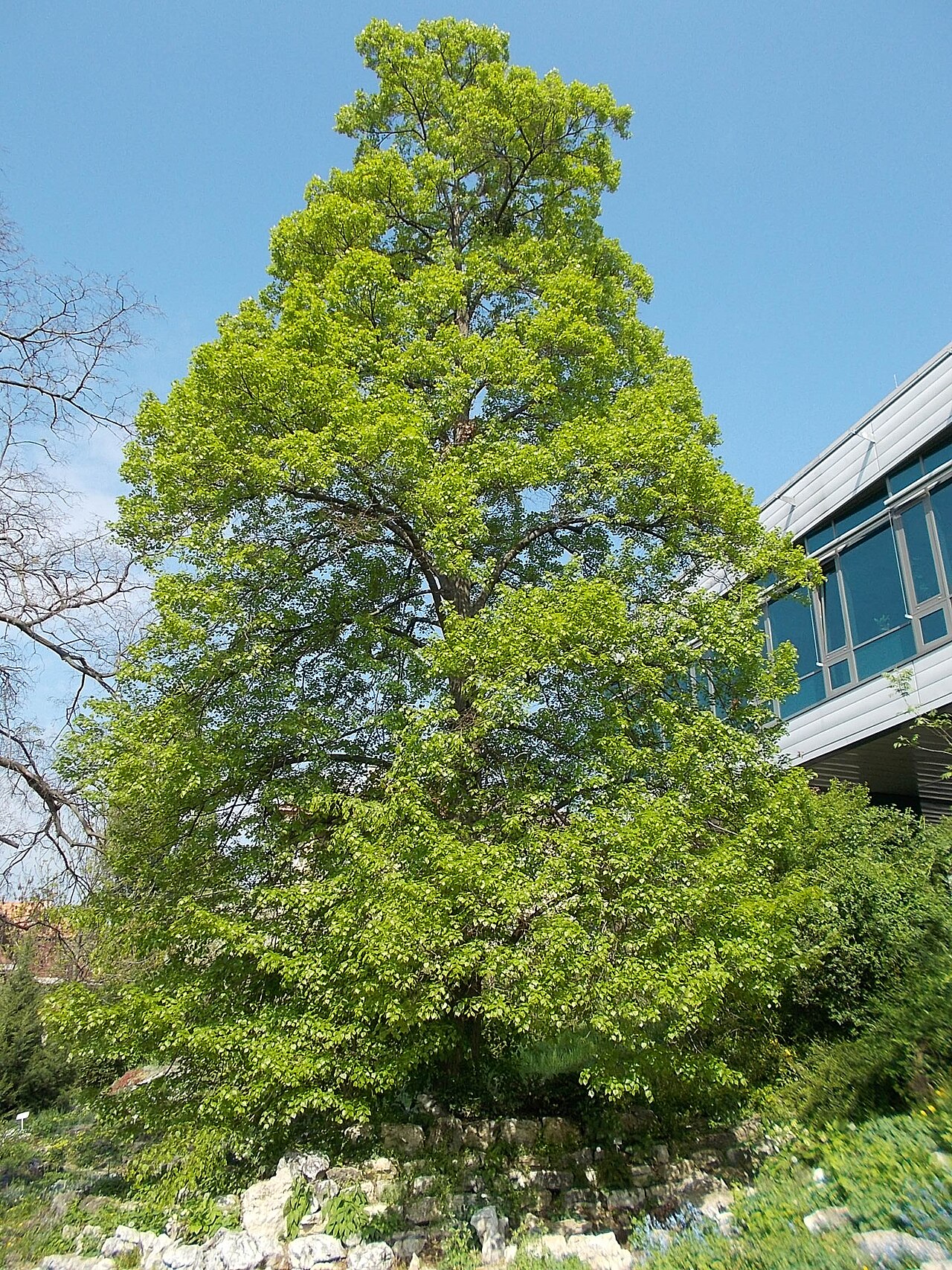 Mongolian lime: Buda Arboretum. Almost eight hectares area is planted around buildings. The first species are here since 1893. Can see more than 1400 ligneous species. Several