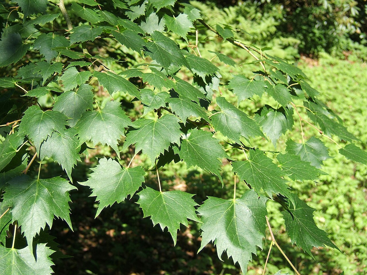 Mongolian lime: Tilia mongolica , cultivated, Wallington Hall, Northumberland, UK