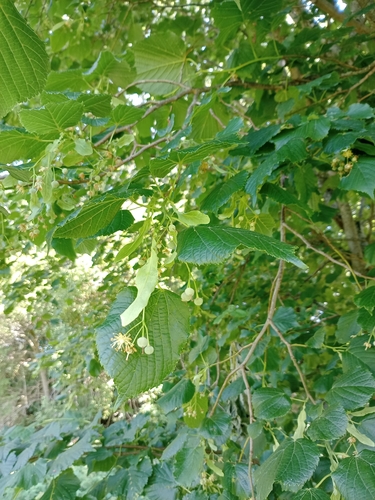 Large-leaved lime (Tilia platyphyllos)