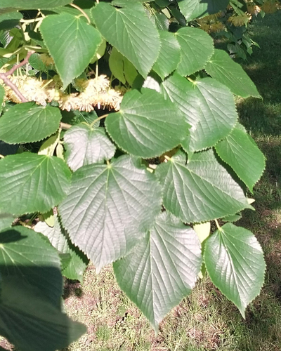 Large-leaved lime (Tilia platyphyllos)