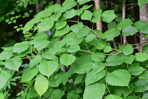 Large-leaved lime (Tilia platyphyllos)