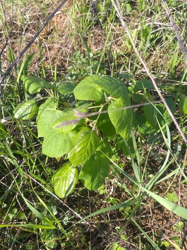 Large-leaved lime (Tilia platyphyllos)