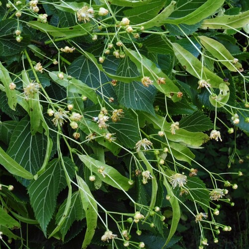 Large-leaved lime (Tilia platyphyllos)