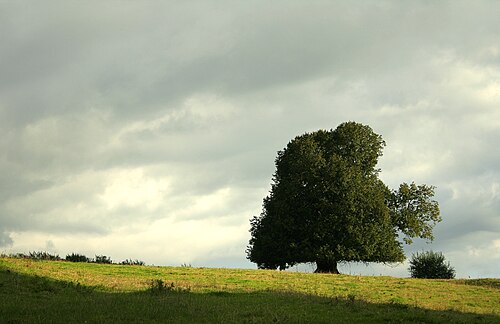 Large-leaved lime: Large-leaved Lime