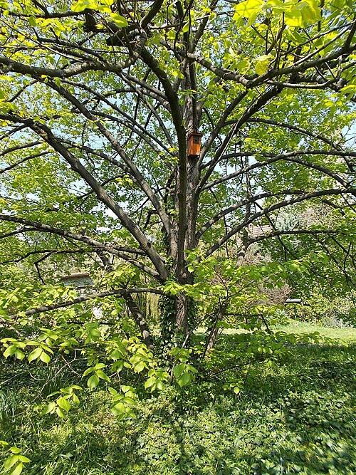 Large-leaved lime: : Buda Arboreta. Lower Garden. Budapest Faculty of Horticultural Science of University of Gödöllő. Almost eight hectares area is planted around buildings. The f