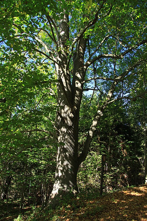 Large-leaved lime: Famous tree called "Lípa u Horního Záblatí". Horní Záblatí village in Prachatice District, Czech Republic