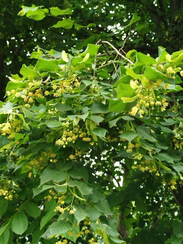 Large-leaved lime (Tilia platyphyllos)