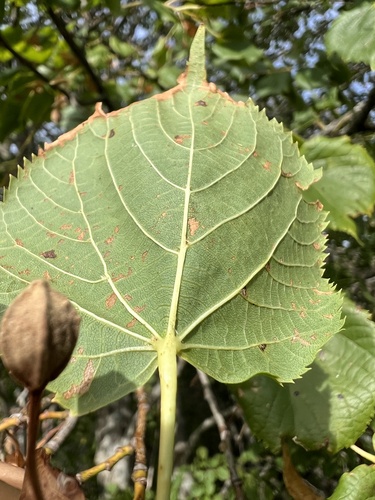 Large-leaved lime (Tilia platyphyllos)
