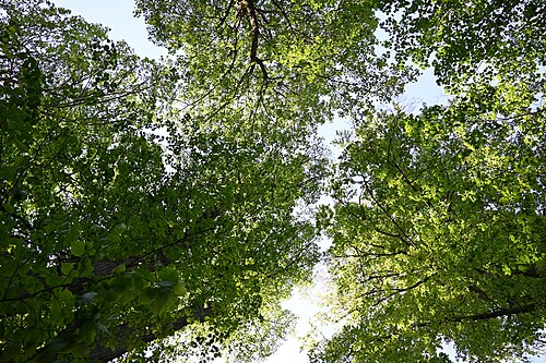 Large-leaved lime: Norway maple ( Acer platanoides ) and ( Tilia platyphyllos ), trees growing in the nature reserve Góra Zamkowa,SW Poland.