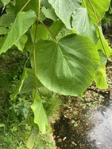 Large-leaved lime (Tilia platyphyllos)