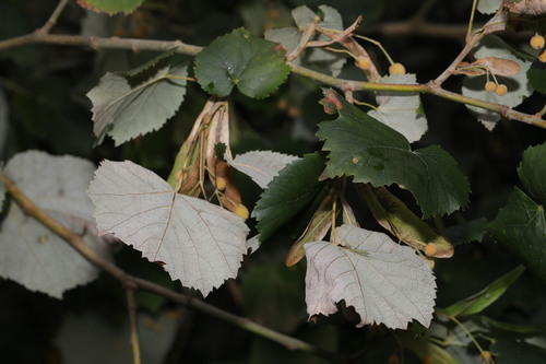Silver lime (Tilia tomentosa)