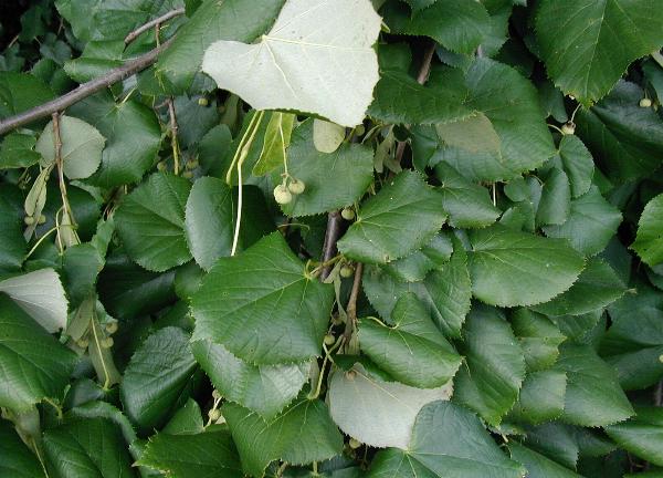 Silver lime (Tilia tomentosa)