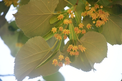 Silver lime (Tilia tomentosa)