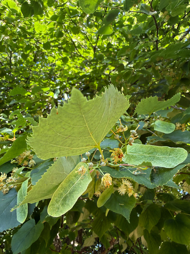 Silver lime (Tilia tomentosa)