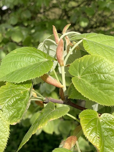 Silver lime (Tilia tomentosa)
