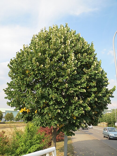 Silver lime: Silber-Linde ( Tilia tomentosa ) bei der Ostspange in Saarbrücken