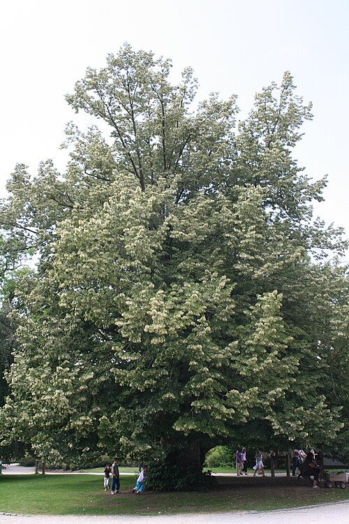 Silver lime: Silver Lime