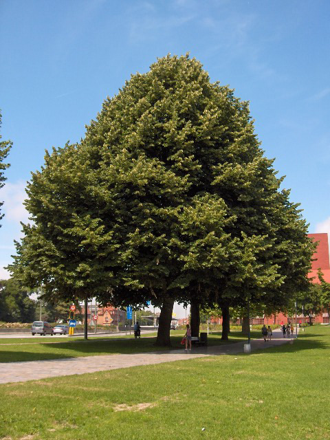 Silver lime: Species Tilia tomentosa Family Malvaceae
