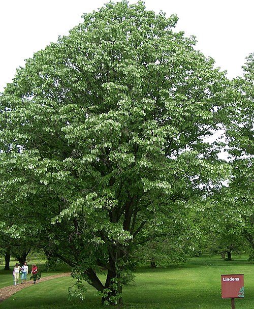 Silver lime: Silver Lime [Linden], Tilia tomentosa , Morton Arboretum acc. 1040-65*2