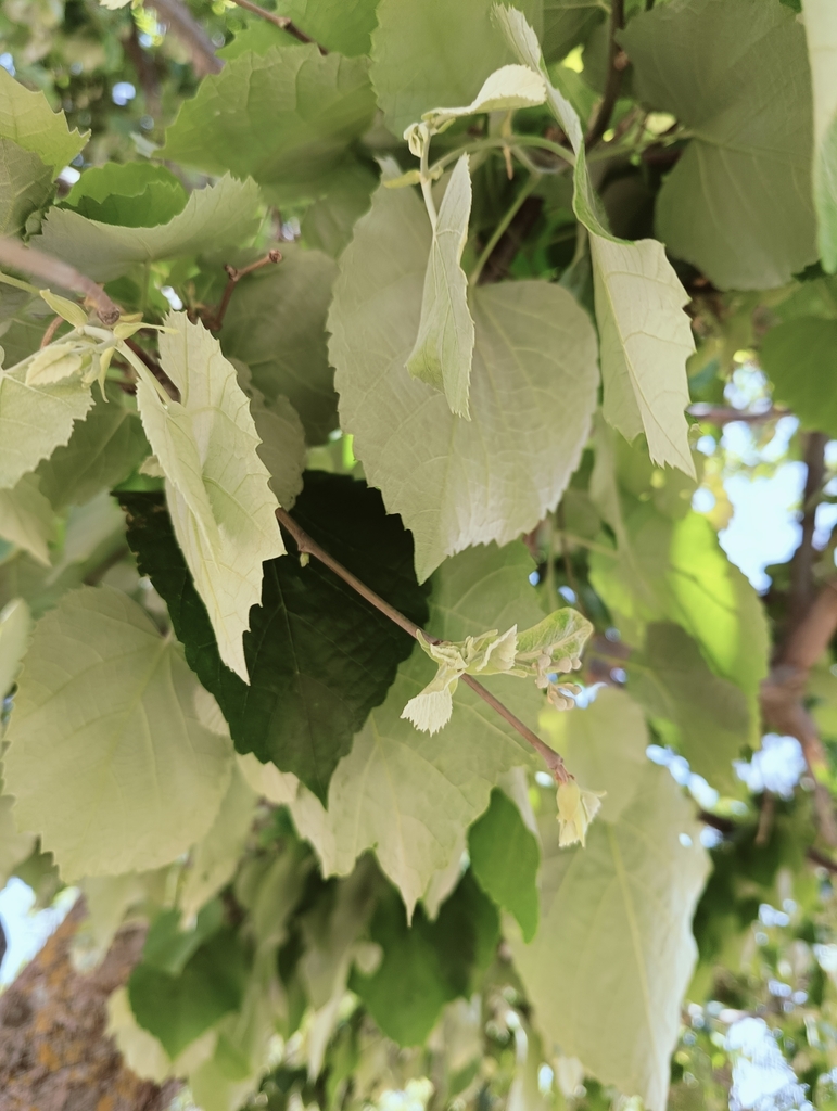 Silver lime (Tilia tomentosa)